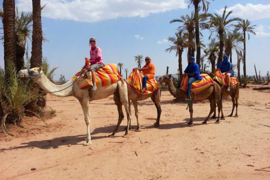 Palmeraie Camel Experience