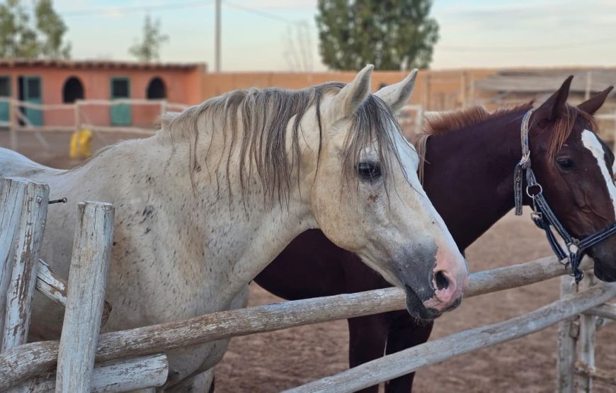 Horse riding in the Agafay desert