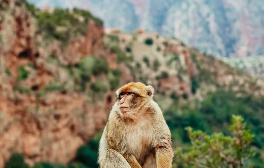 Guided Tour of Ouzoud from Marrakech